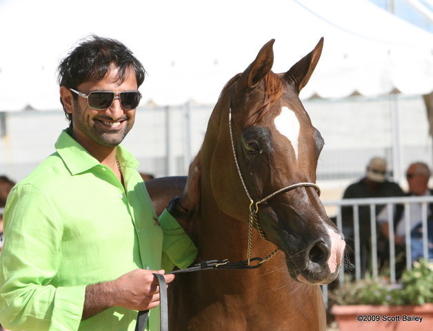 Kwestura - Champion Mares with Sh. Ammar