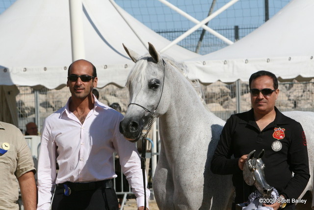 Ladi Veronica - Silver Mares for Dubai Stud