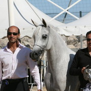 Ladi Veronica - Silver Mares for Dubai Stud