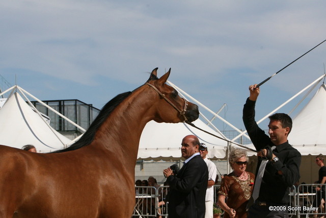 Menton Arabian Horse Championships