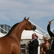 Menton Arabian Horse Championships