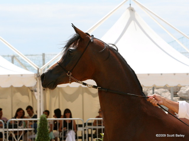 Maharaja HDM - Champion Jr. Colt