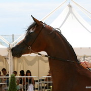 Maharaja HDM - Champion Jr. Colt