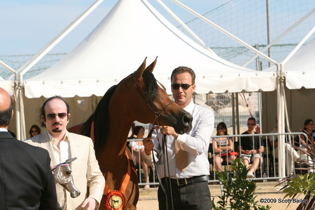 Magora - Bronze winner in Sr. Mares