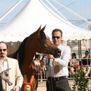Magora - Bronze winner in Sr. Mares