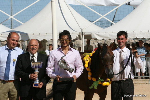 Najdah Al Zohair - Champion Jr. Filly