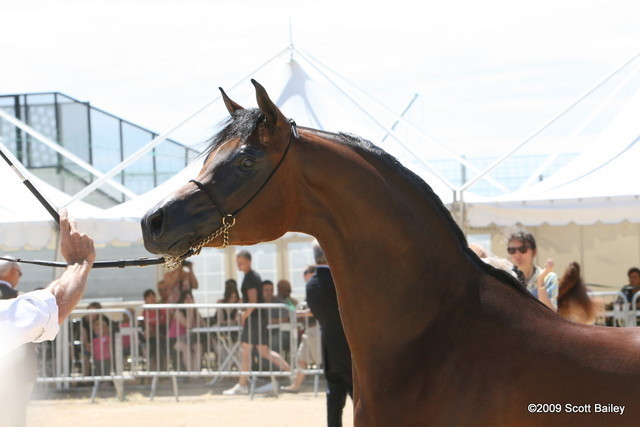 Maharaja HDM - Champion Jr. Colt