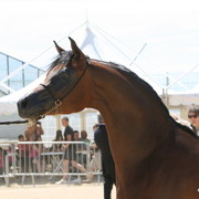 Maharaja HDM - Champion Jr. Colt