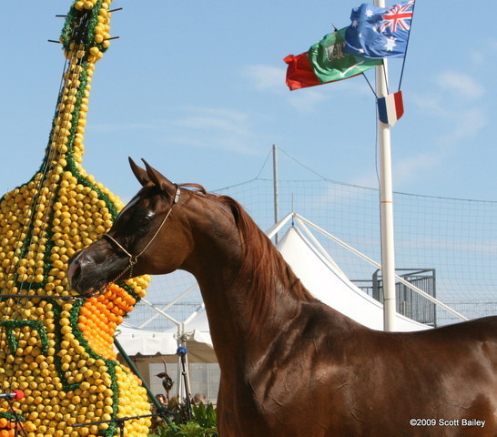 Kwestura - Champion Mare