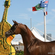 Kwestura - Champion Mare