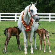 Imperial Mistaar Twins !!!