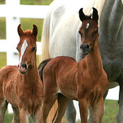 Imperial Mistaar Twins