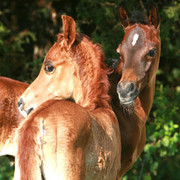 Imperial Mistaar Twins !!!