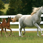 Imperial Mistaar Twins