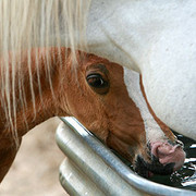 Imperial Mistaar Twins