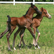 Imperial Mistaar Twins !!!