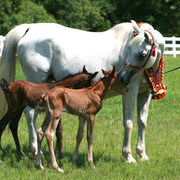 Imperial Mistaar Twins !!!