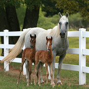 Imperial Mistaar Twins