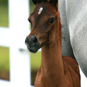 Imperial Mistaar Twins