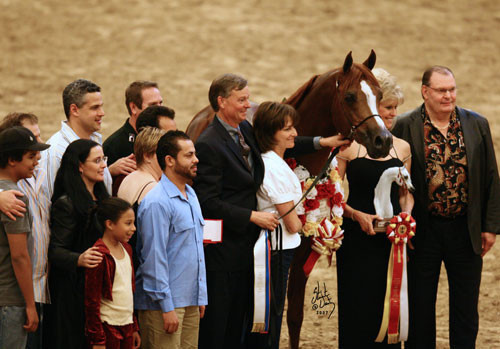 Senior Stallion Reserve Champion - Enzo
