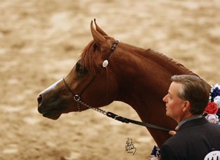 Junior Stallion Champion - Eden C