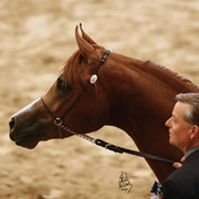 Junior Stallion Champion - Eden C