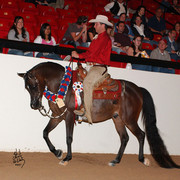 Western Pleasure Jackpot Champion - Navigator A, ridden by Brett Becker