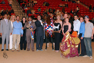 Senior Stallion Champion - Dakharo