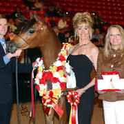 Junior Mare Reserve Champion - EVG Ghislenne