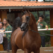 Guzzo Training Center Open  House - Brazil 2009