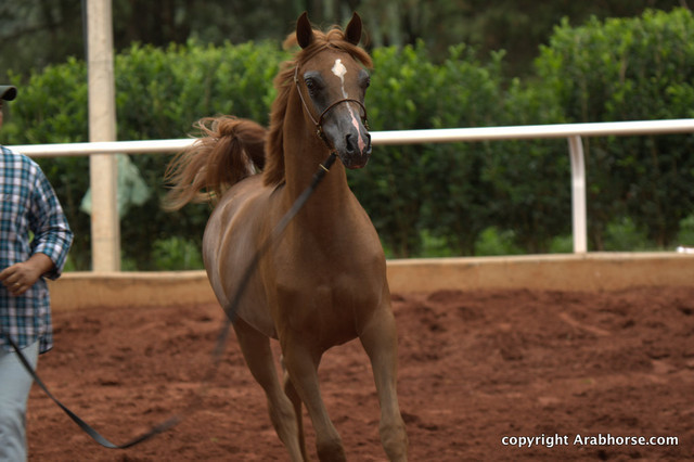 Guzzo Training Center Open  House - Brazil 2009