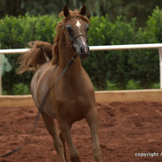 Guzzo Training Center Open  House - Brazil 2009