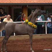 Guzzo Training Center Open  House - Brazil 2009