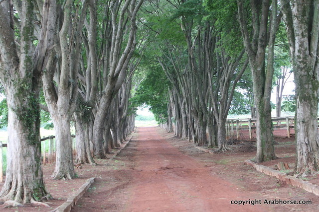 Guzzo Training Center Open  House - Brazil 2009