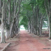Guzzo Training Center Open  House - Brazil 2009