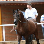 Guzzo Training Center Open  House - Brazil 2009