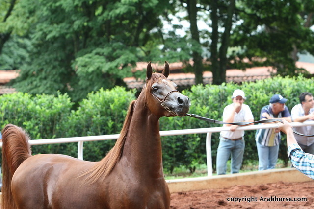 Guzzo Training Center Open  House - Brazil 2009