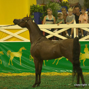 2009 Brazil Nationals