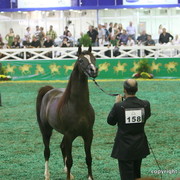 2009 Brazil Nationals