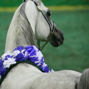 2009 Brazil Nationals