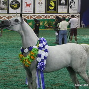 2009 Brazil Nationals
