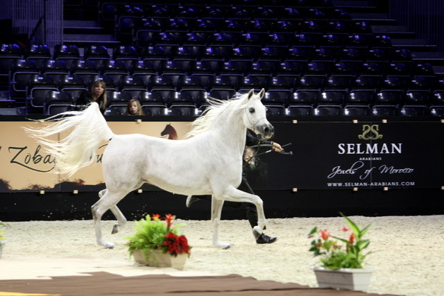 Ladi Veronika  - Silver Senior Mare Champion | Dubai Arabian Horse Stud