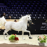Ladi Veronika  - Silver Senior Mare Champion | Dubai Arabian Horse Stud