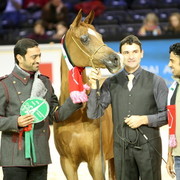 Kwestura - Gold Senior Mare Champion | Sheikh Ammar Bin Humaid Al Nuaimi | Ajman Stud