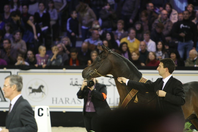 Salon Du Cheval World Champions