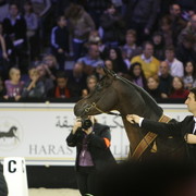 Salon Du Cheval World Champions