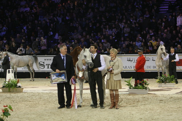 Al Lahab  - Silver Senior Male Champion | Inge Friedmann