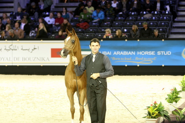 Kwestura - Gold Senior Mare Champion | Sheikh Ammar Bin Humaid Al Nuaimi | Ajman Stud