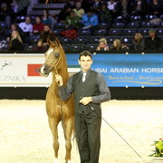 Kwestura - Gold Senior Mare Champion | Sheikh Ammar Bin Humaid Al Nuaimi | Ajman Stud