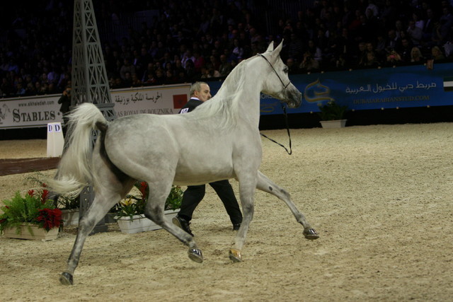 Emandoria  - Bronze Senior Female Champion | Stadina Koni Michalow